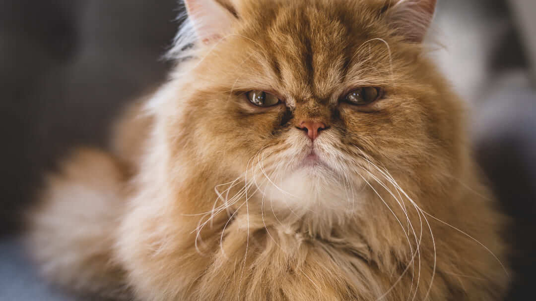 Persian Cat Teaser Image 
